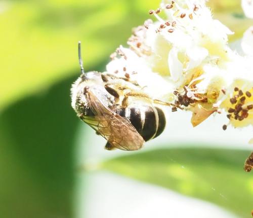 Réf. 233 366 : Halictus sp.